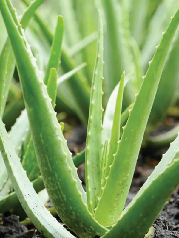 ALOE VERA PLANT - Plantology Lab Trading
