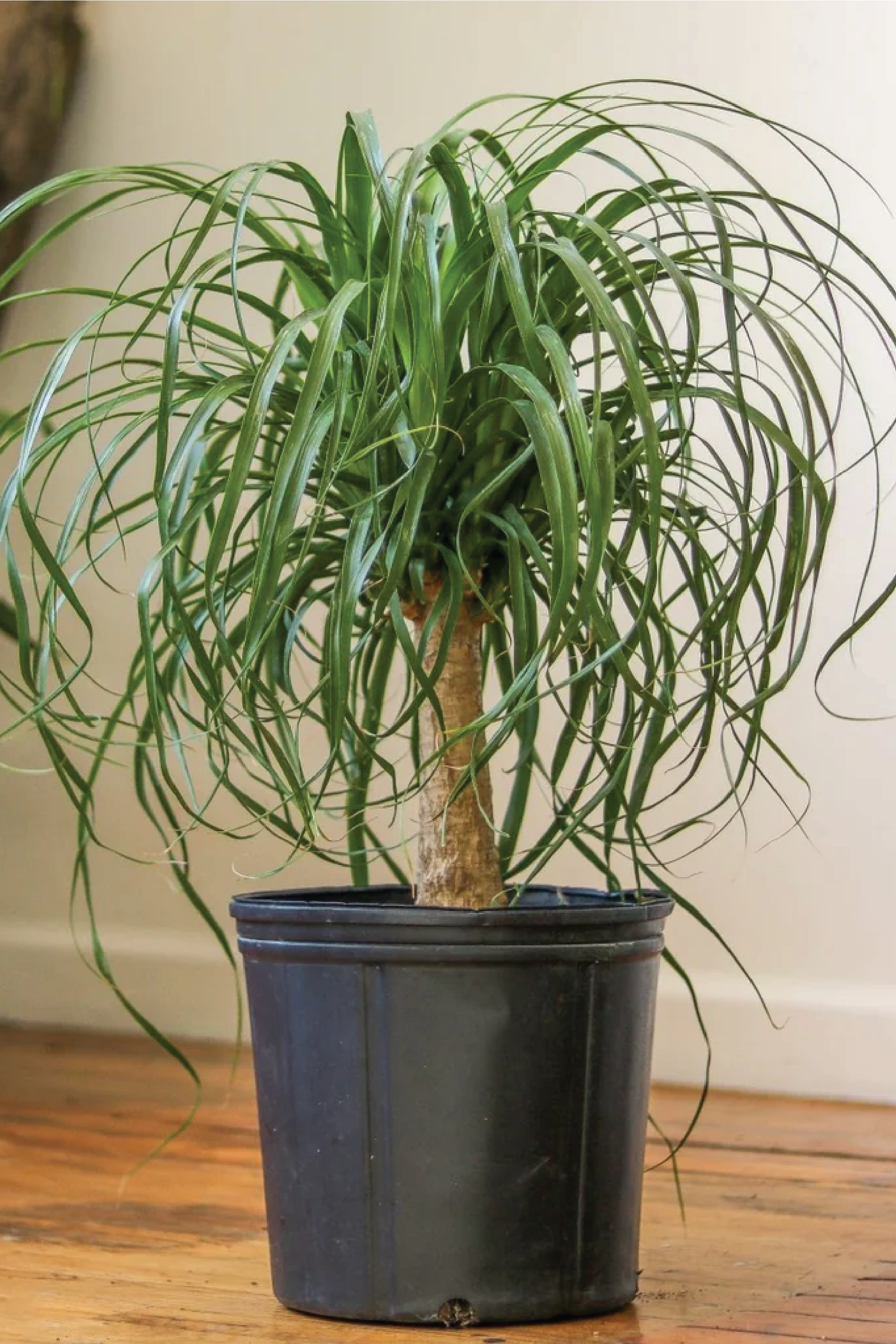 Ponytail Palm Plant