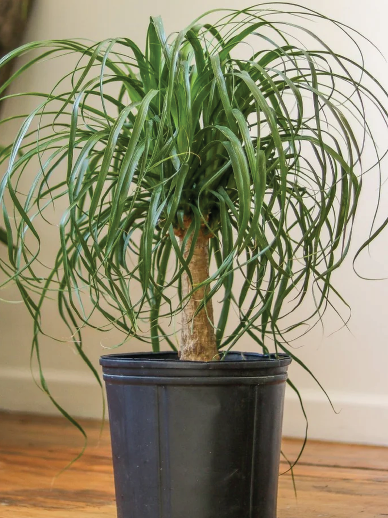 PONYTAIL PALM PLANT