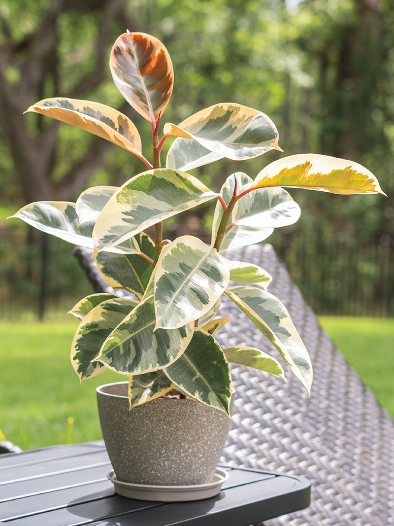 RUBBER PLANT VARIEGATED