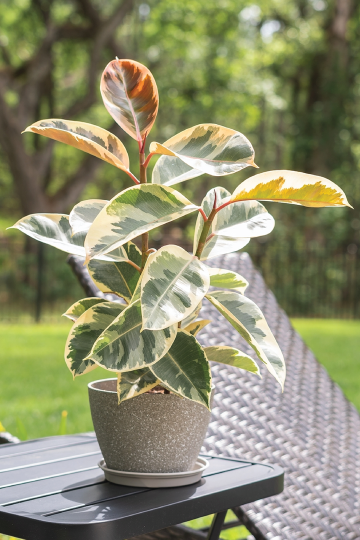 Ficus Tineke - نبات مطاط Tineke متنوع