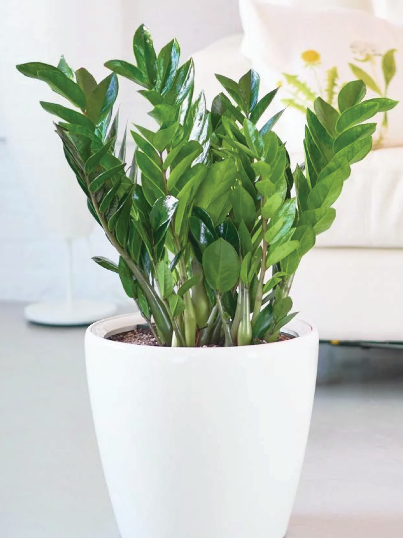 ZZ PLANT (ZAMIOCULCAS ZAMIIFOLIA) - Plantology Lab Trading