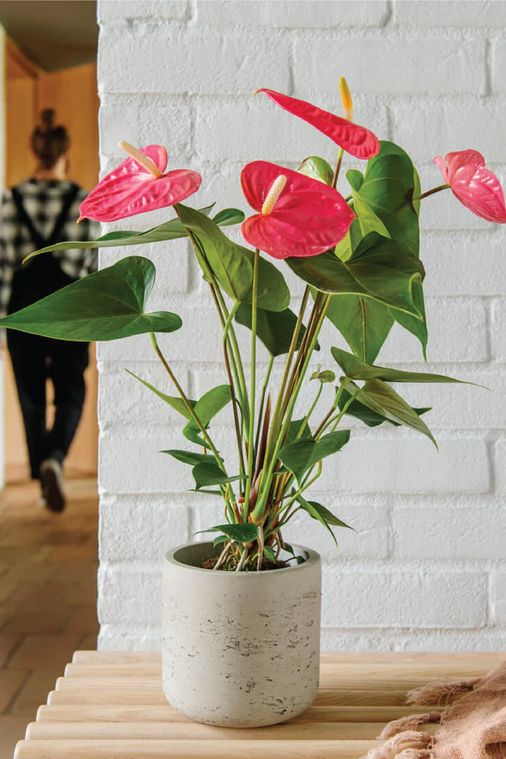 Red Anthurium Andreanum Plant The Flamingo Flower – Plantology Lab Trading