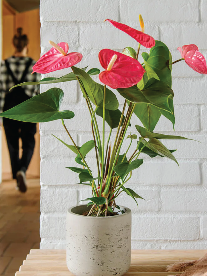 RED ANTHURIUM ANDREANUM PLANT