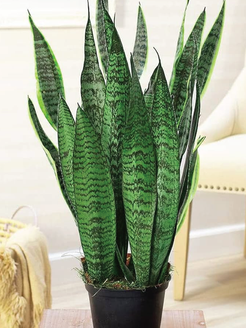 SANSEVIERIA GREEN SNAKE PLANT