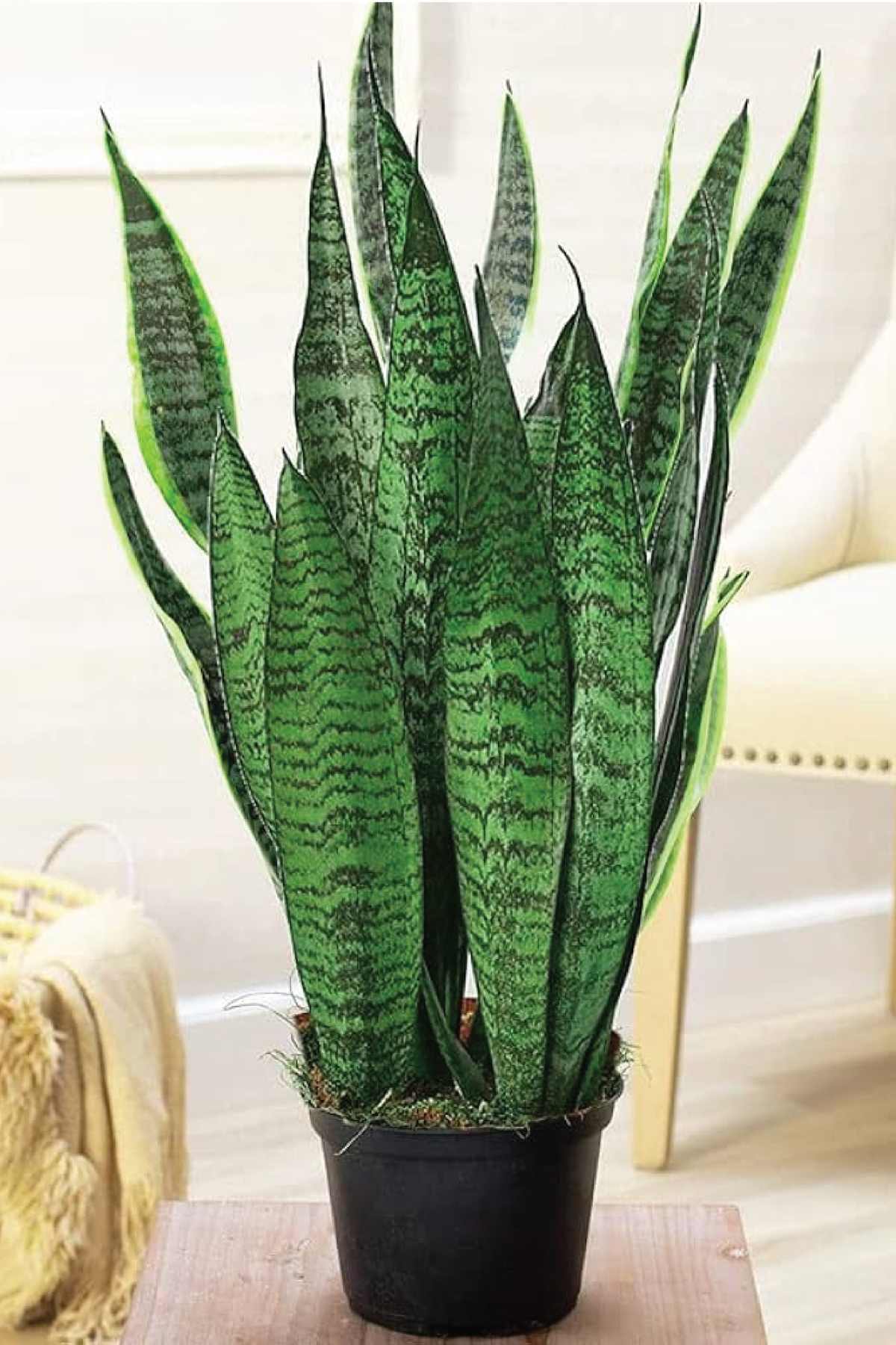 sanseviera snake plant SANSEVIERIA GREEN SNAKE PLANT – Plantology Lab Trading