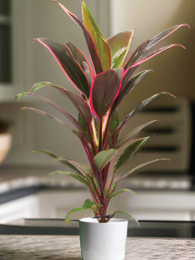 CORDYLINE RUMBA | RUMBA TI PLANT