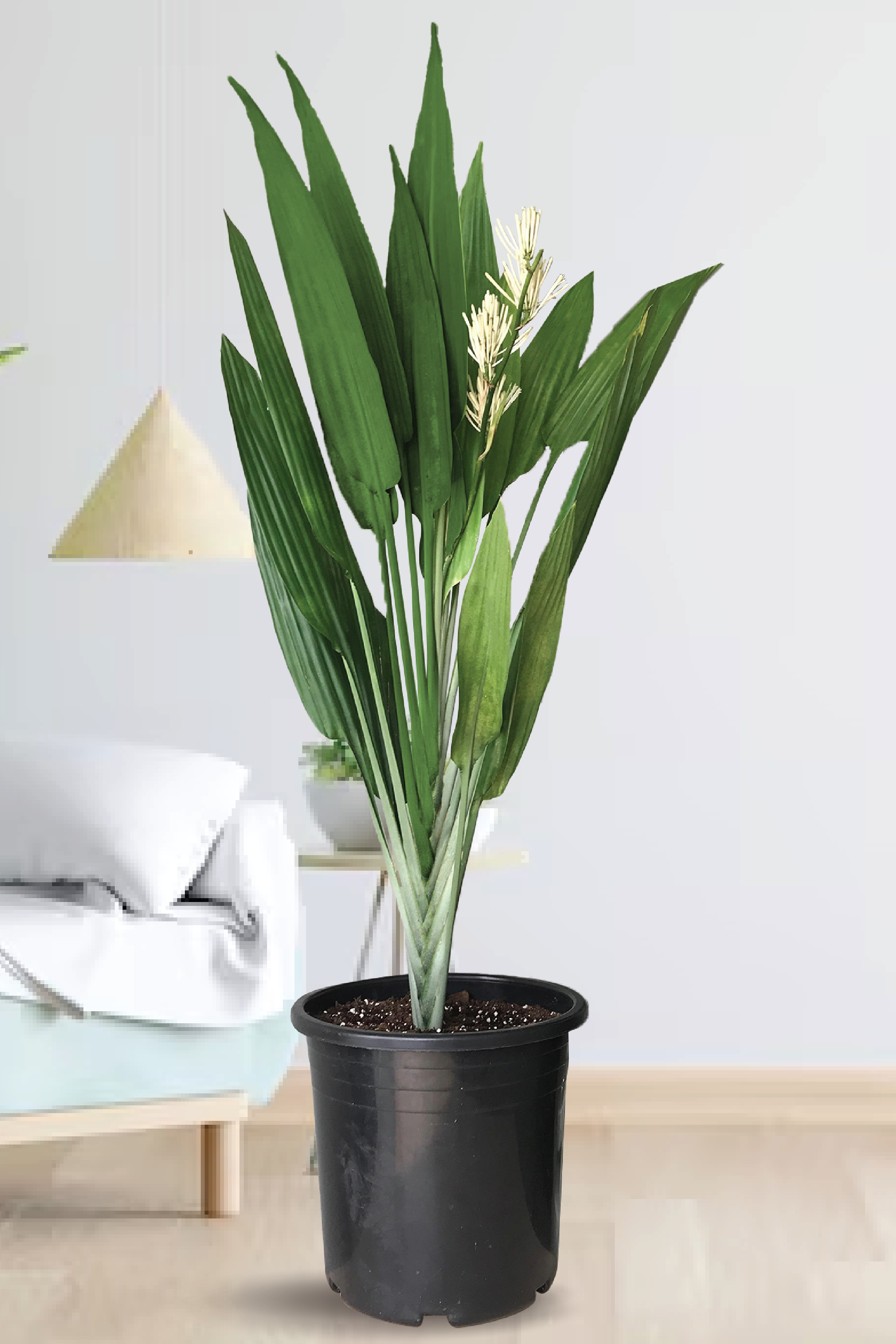 DRACENA AUBRYANA PLANT – Plantology Lab Trading