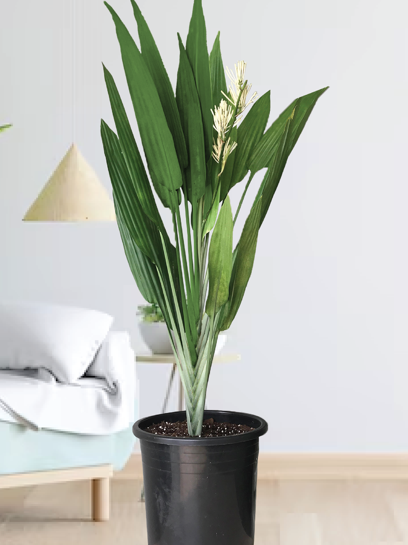 DRACENA AUBRYANA PLANT