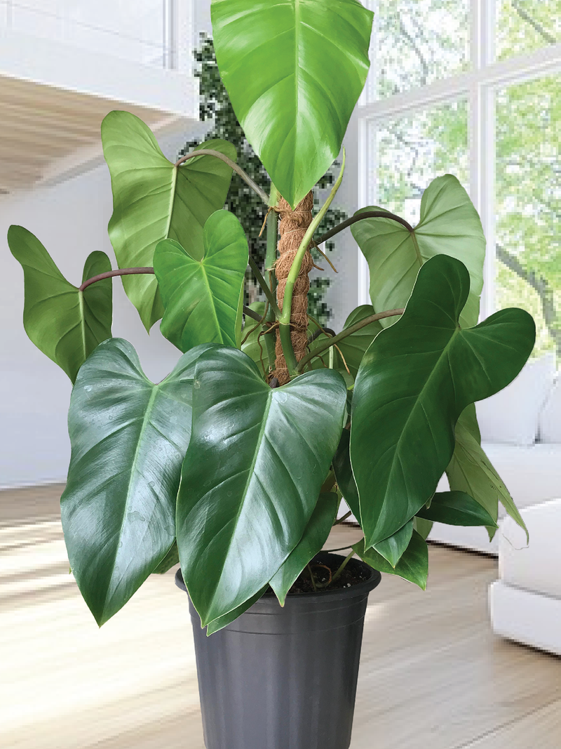 PHILODENDRON RUGOSUM PLANT