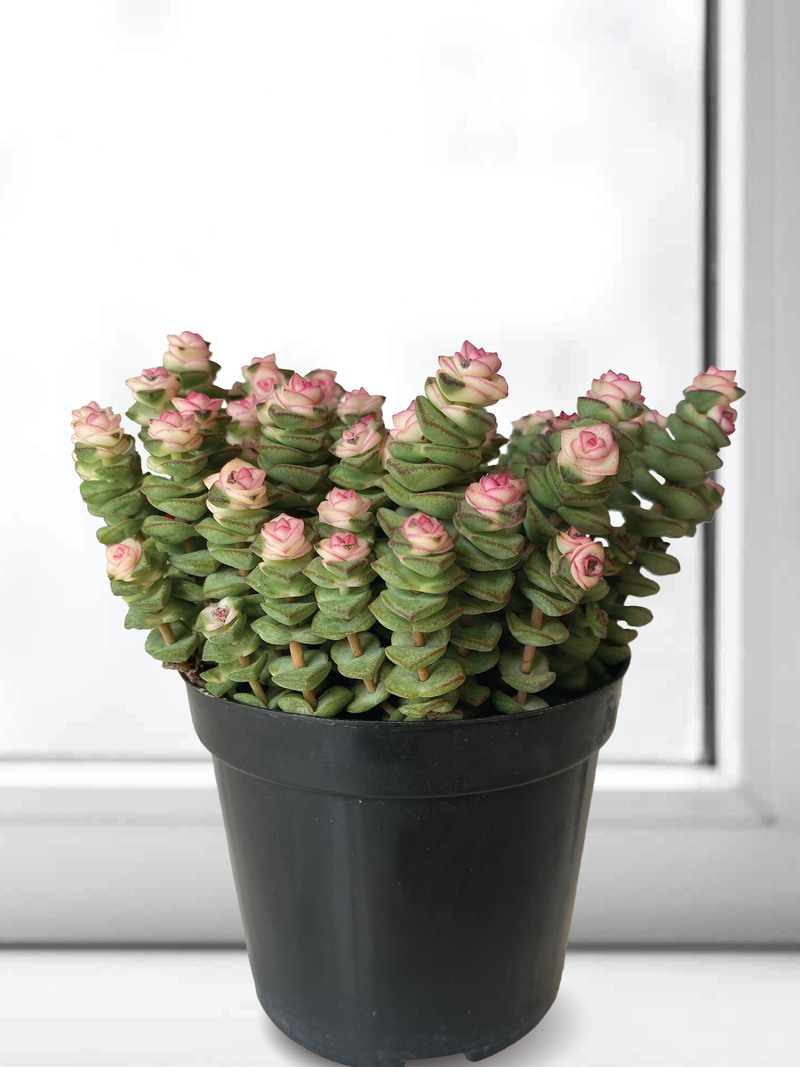 CRASSULA JADE NECKLACE