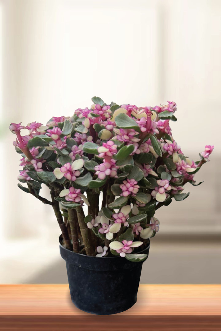 PORTULACARIA AFRA PLANT