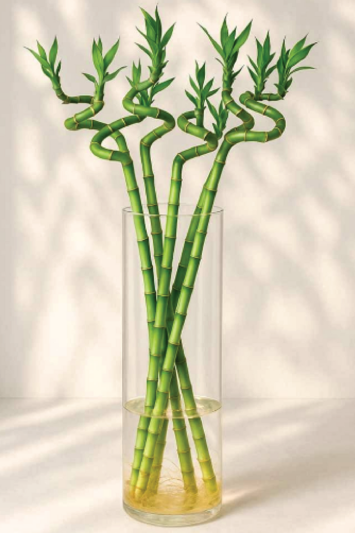 LUCKY BAMBOO - SPIRAL BAMBOO STICK