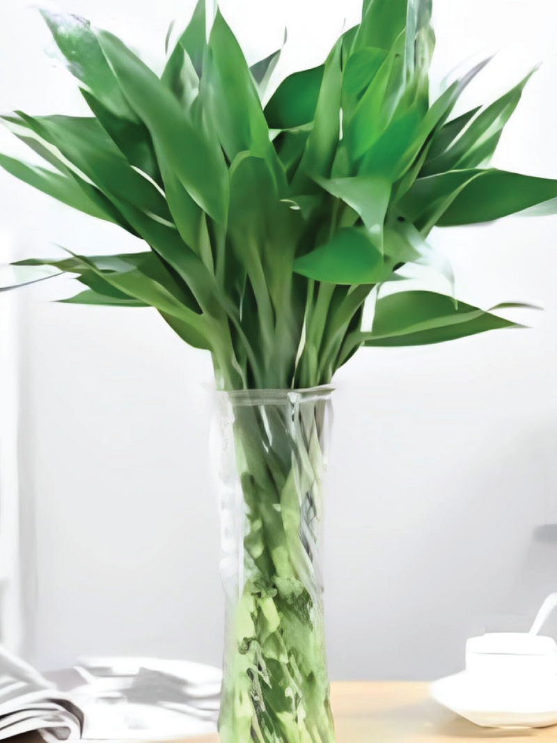 DRACAENA SANDERIANA STICK