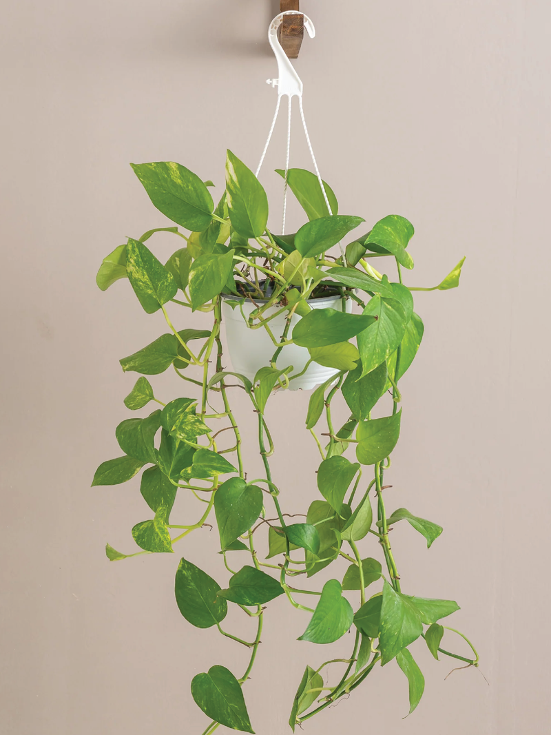 HANGING MONEY PLANT