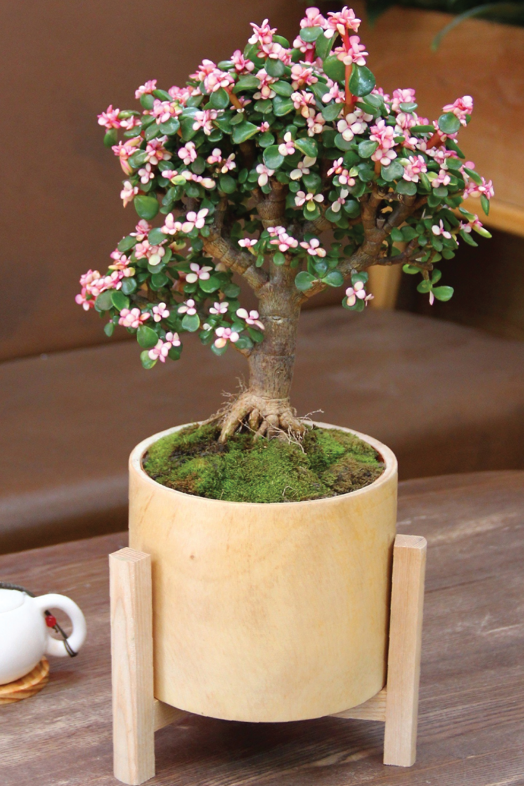 small jade succulent DWARF JADE AFRA PLANT – Plantology Lab Trading