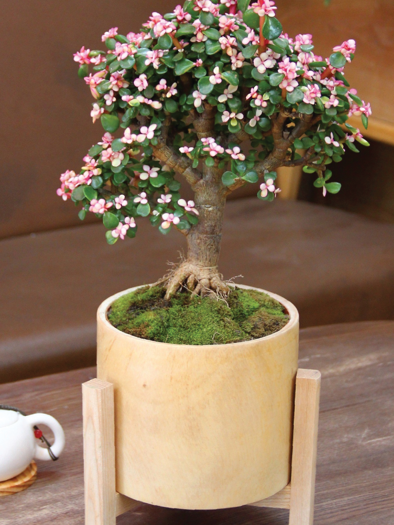 DWARF JADE AFRA PLANT