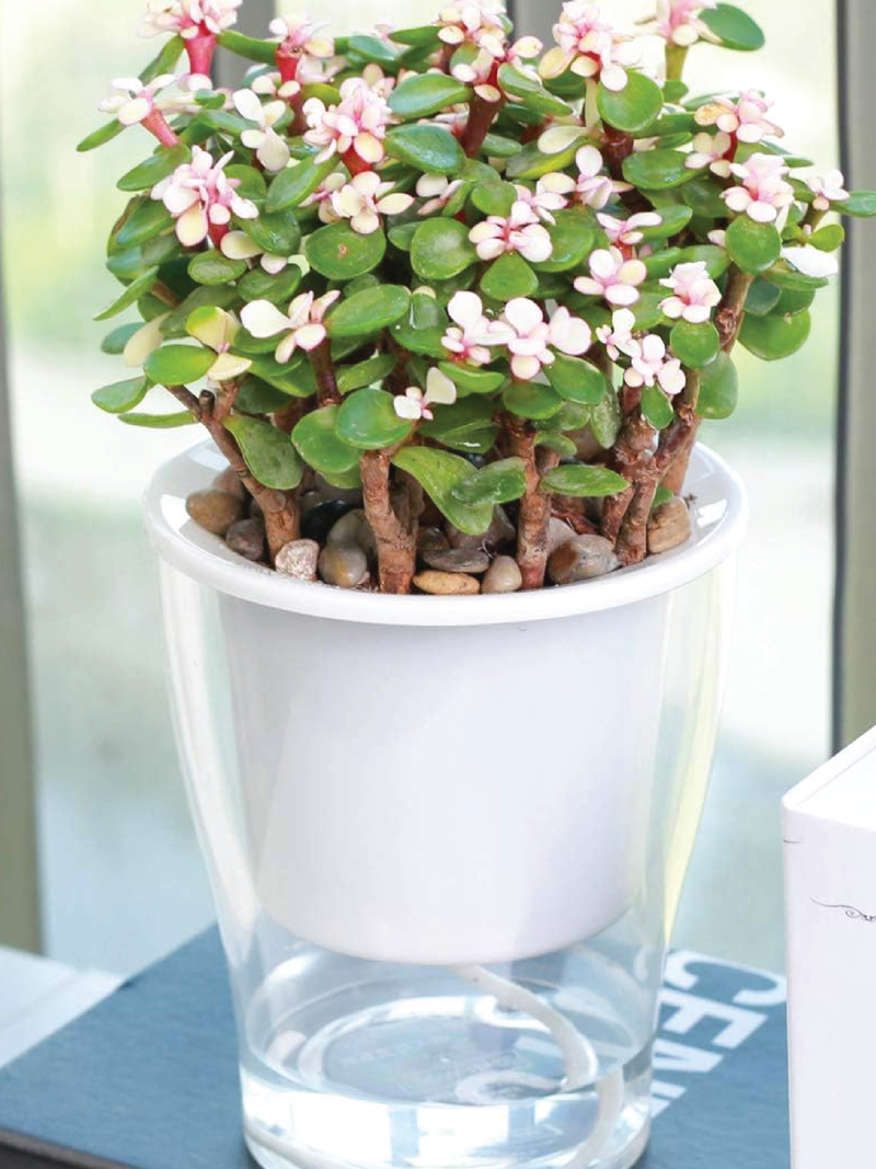 PORTULACARIA AFRA PLANT