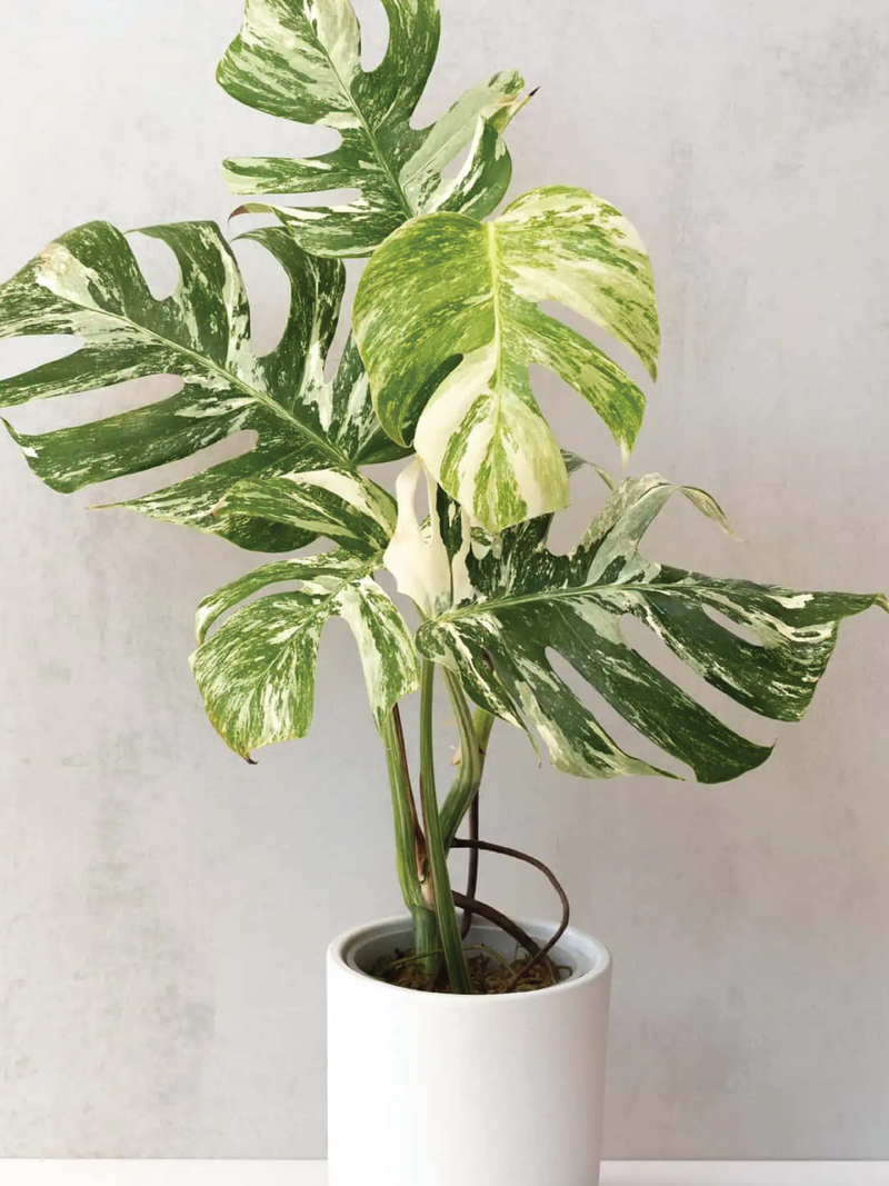 RARE VARIGATED MONSTERA THAI CONSTELLATION PLANT
