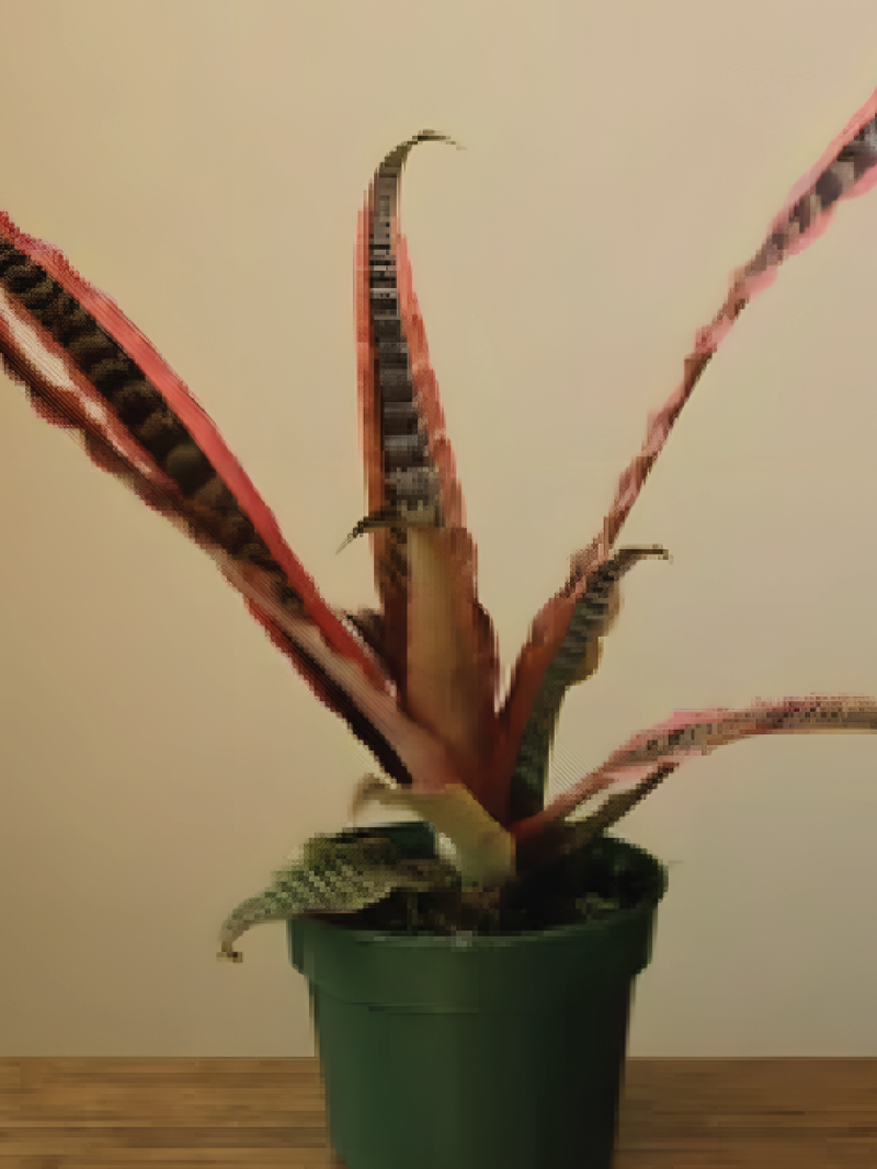 RARE CRYPTANTHUS BIVITTATUS PLANT