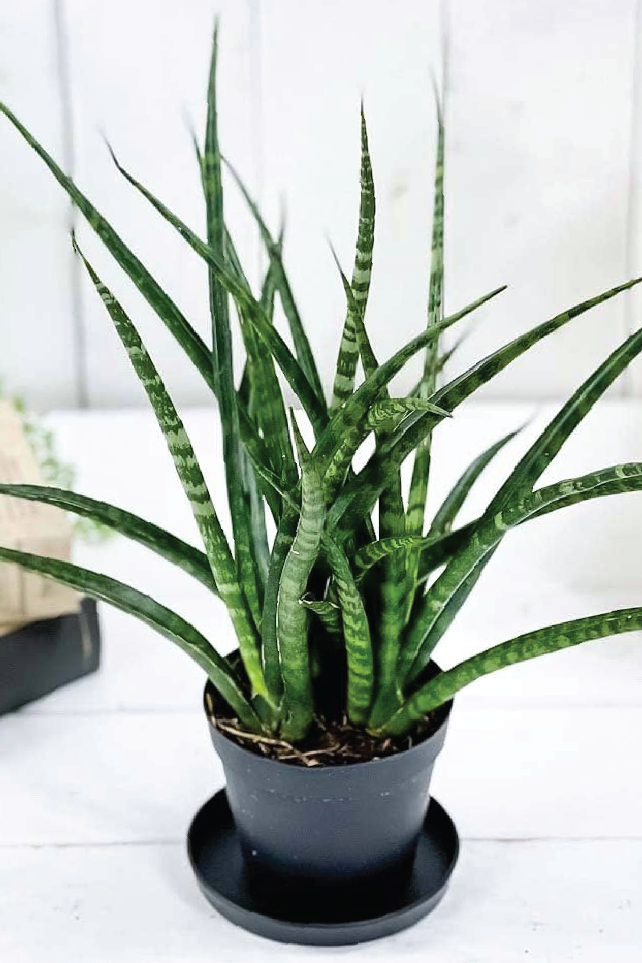 Sansevieria Trifasciata Snake Plant - Outdoor Plants