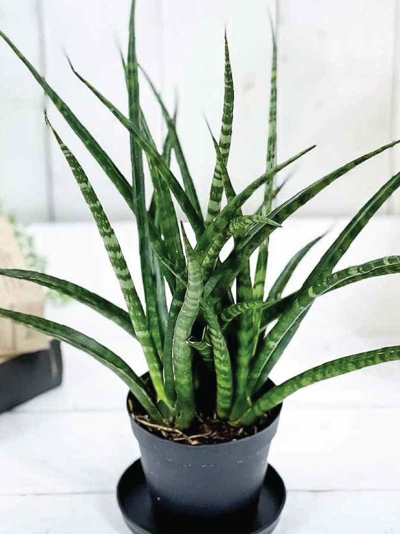 SANSEVIERIA FRENWOOD PUNK PLANT