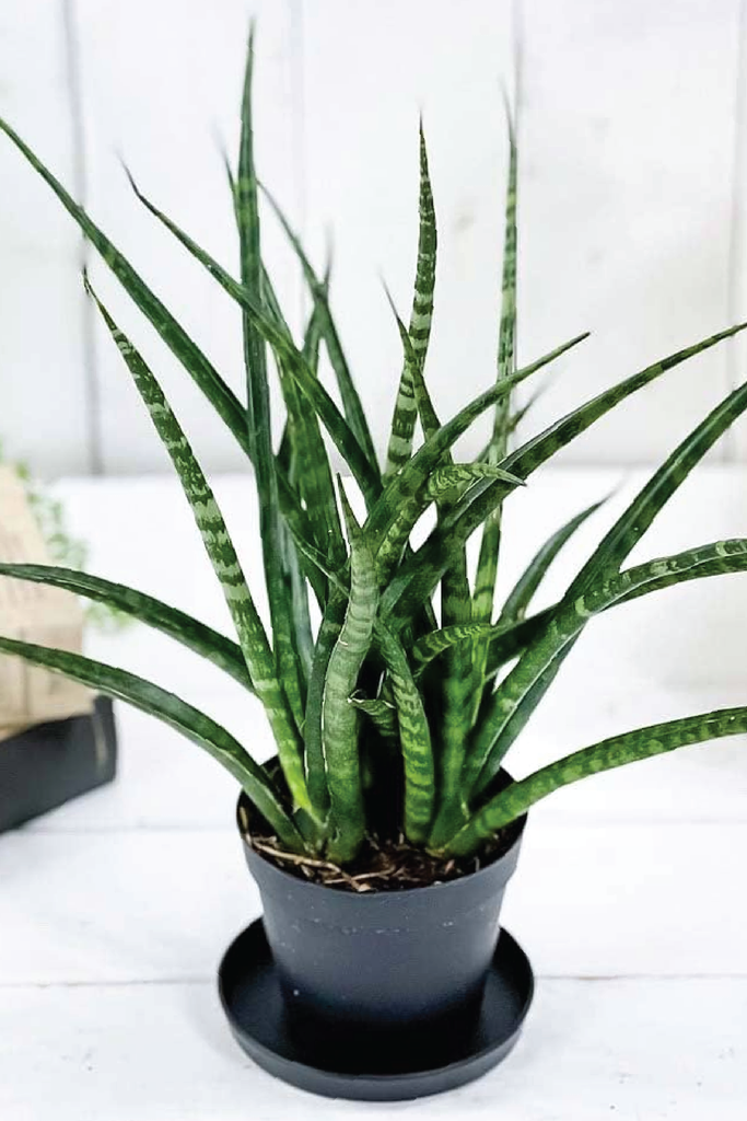 mini snake plant Sansevieria Trifasciata Snake Plant - Outdoor Plants