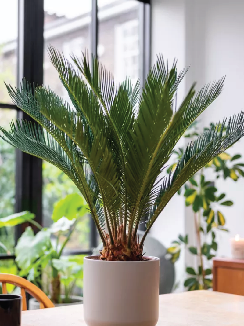 SAGO PALM PLANT - Plantology Lab Trading