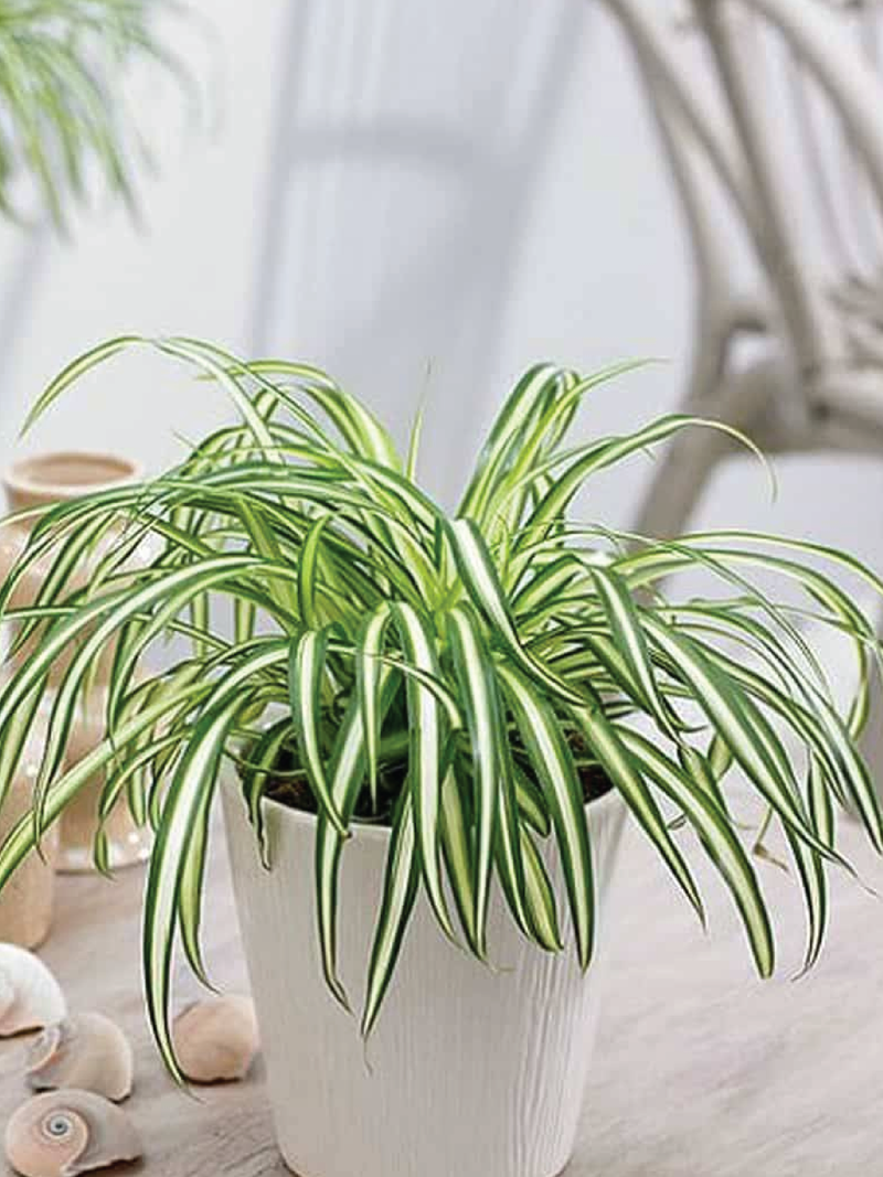 SPIDER PLANT - Plantology Lab Trading