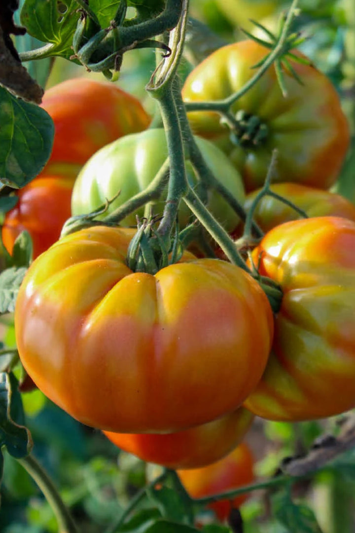 ORGANIC BREAD AND SALT TOMATO SEEDLING