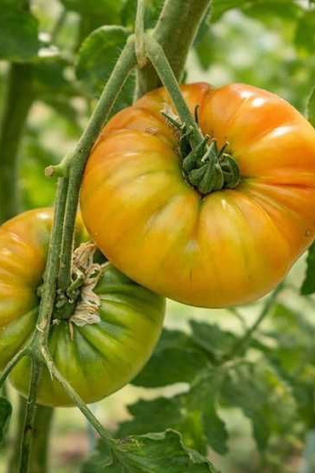 ORGANIC BREAD AND SALT TOMATO SEEDLING