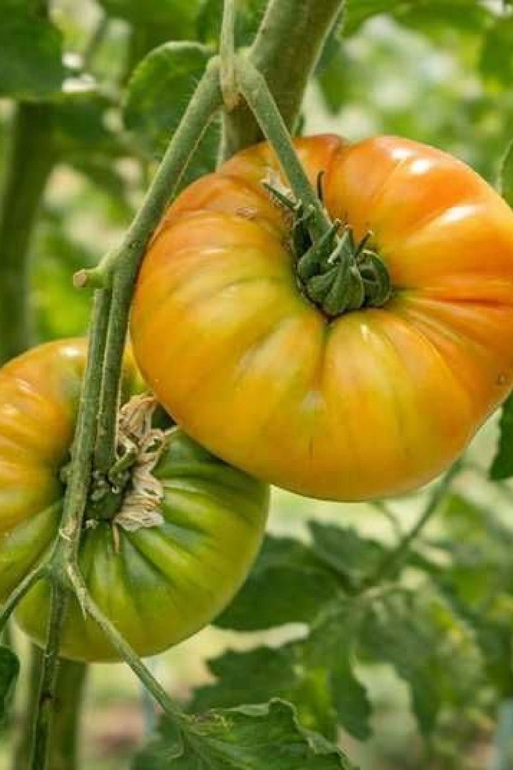 ORGANIC BREAD AND SALT TOMATO SEEDLING