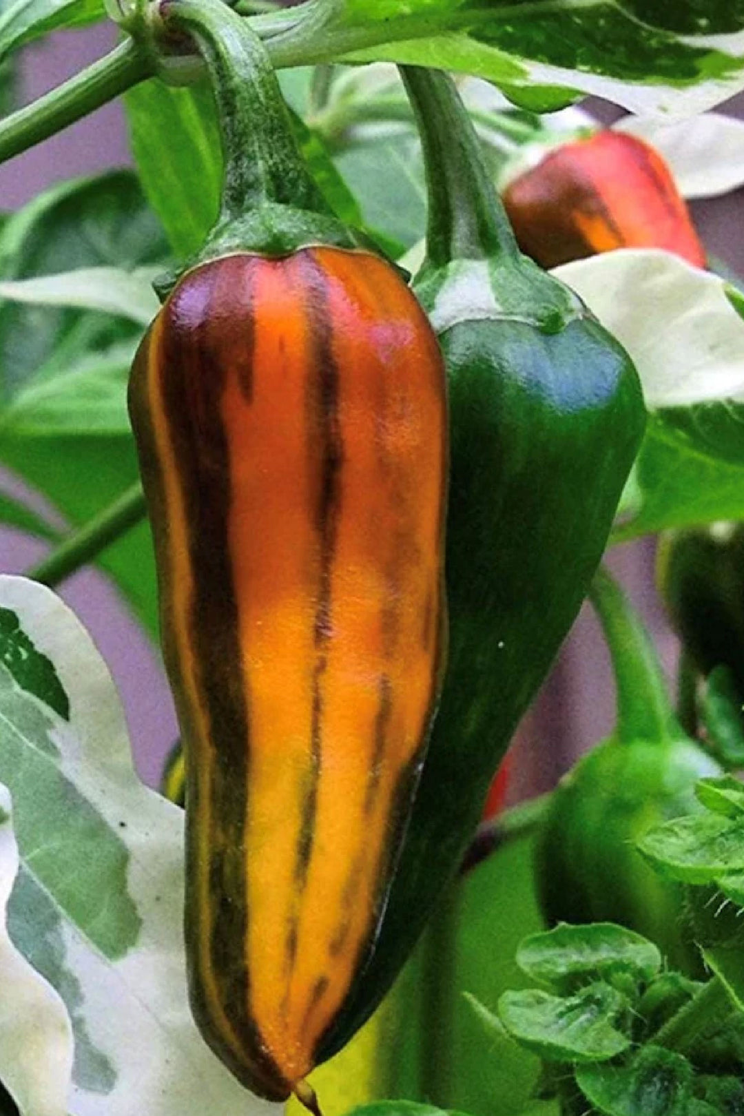 ORGANIC FISH PEPPER SEEDLING