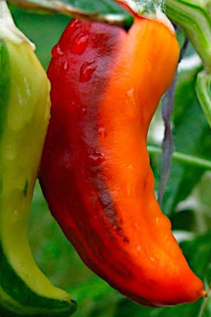 ORGANIC FISH PEPPER SEEDLING