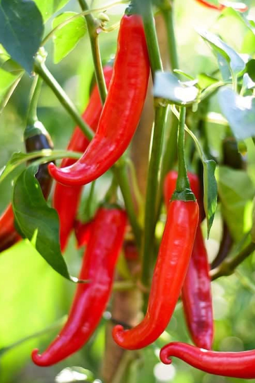 ORGANIC LEBANESE CHILI SEEDLING