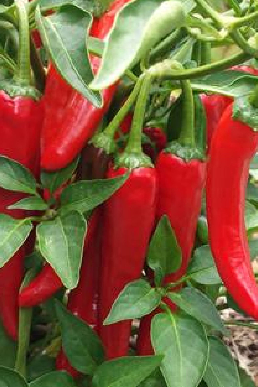 ORGANIC LEBANESE CHILI SEEDLING