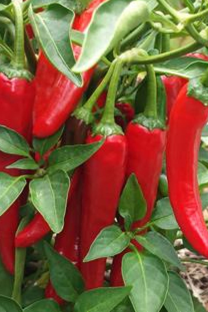 ORGANIC LEBANESE CHILI SEEDLING