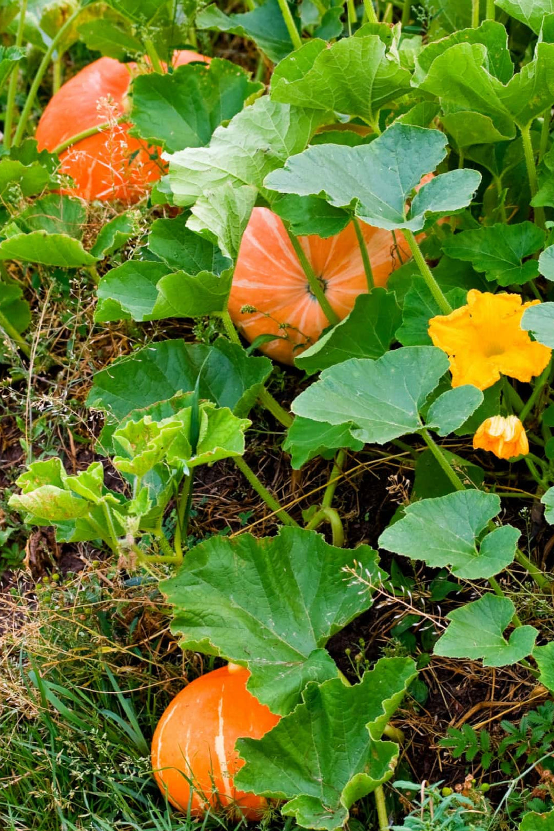 ORGANIC SPECIAL PUMPKIN SEEDLING