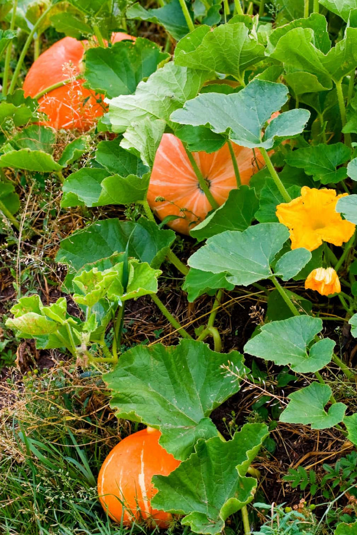 ORGANIC SPECIAL PUMPKIN SEEDLING