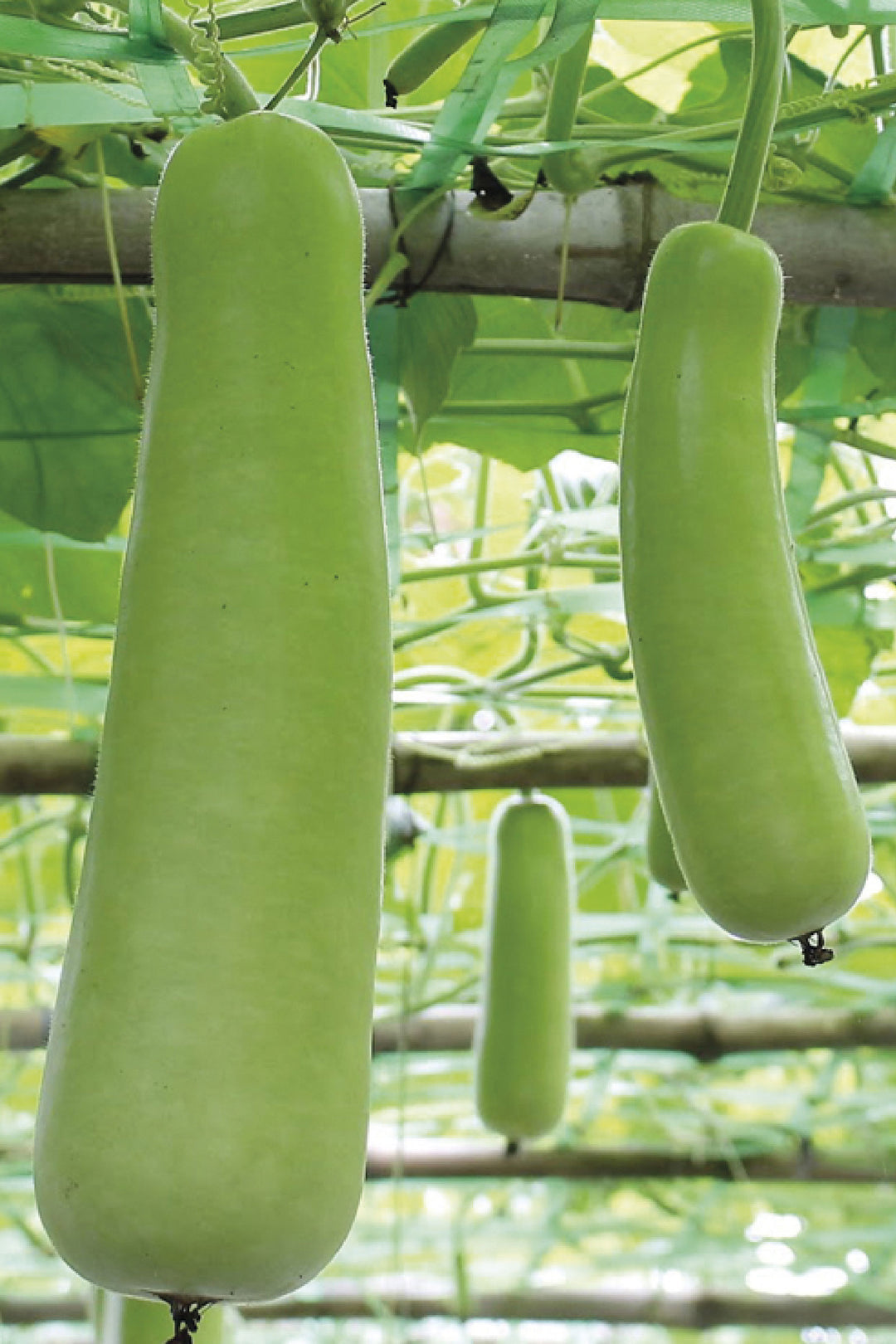 ORGANIC WHITE GOURD SEEDLING