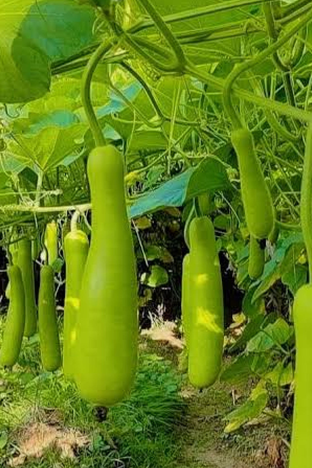 ORGANIC WHITE GOURD SEEDLING