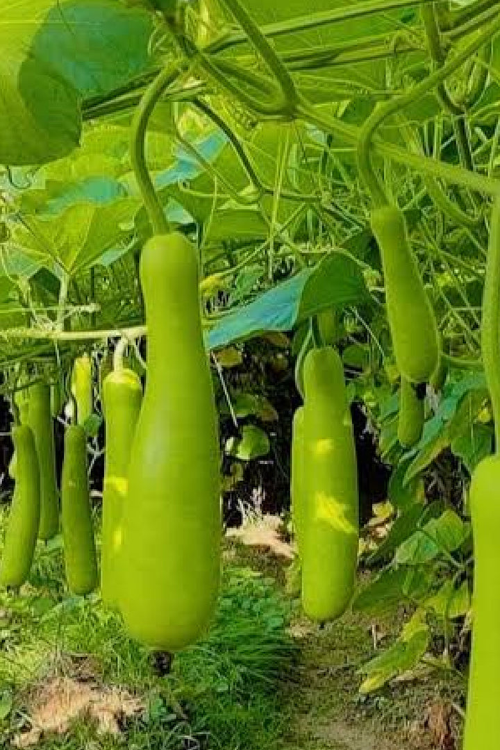 ORGANIC WHITE GOURD SEEDLING