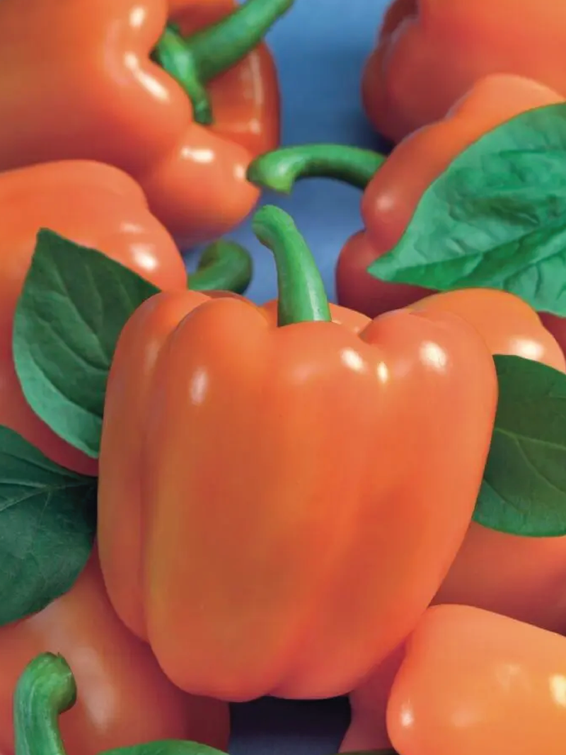 ORANGE SWEET CAPSICUM SEEDS <br> بذور الفليفلة البرتقالية