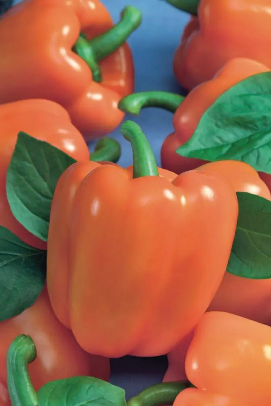 ORANGE SWEET CAPSICUM SEEDS <br> بذور الفليفلة البرتقالية
