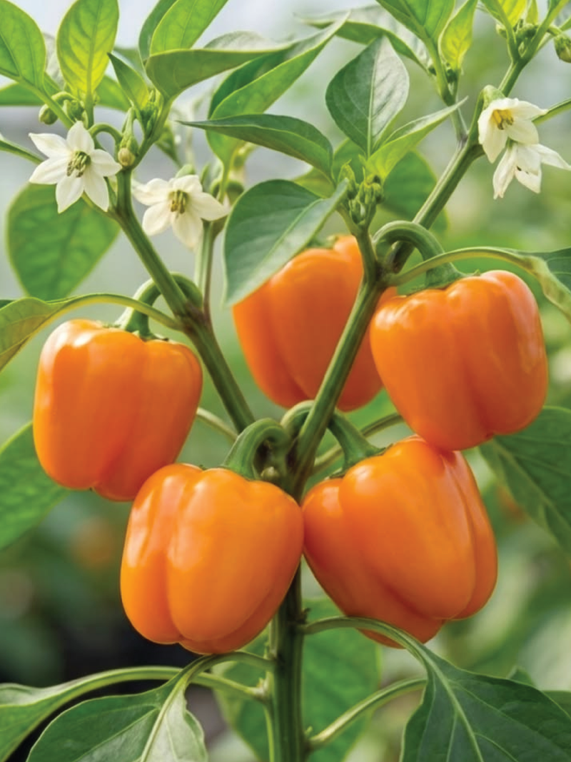 ORANGE SWEET CAPSICUM SEEDS <br> بذور الفليفلة البرتقالية