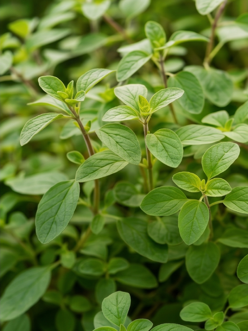 OREGANO SEEDS