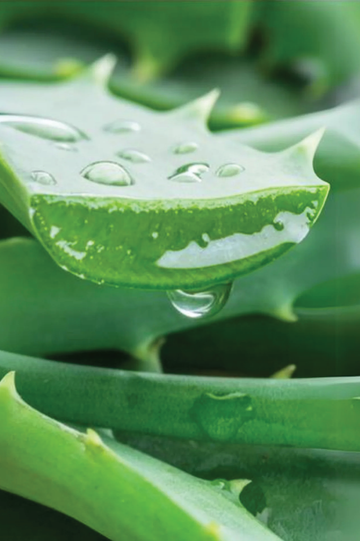 ALOE VERA PLANT