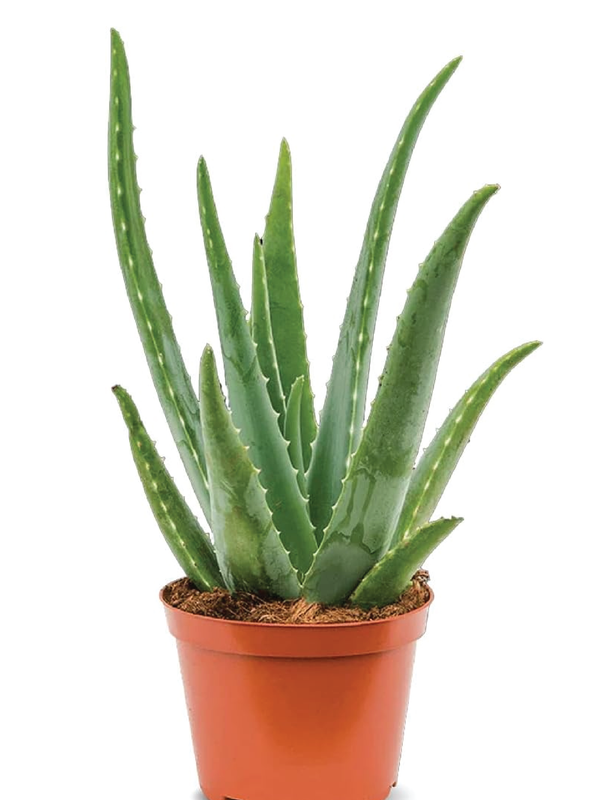 ALOE VERA PLANT