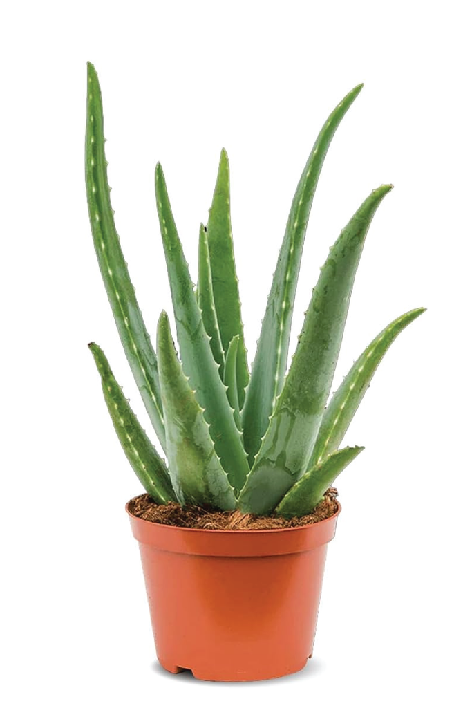 ALOE VERA PLANT: Benefits, Care Tips & More  Plantology Lab Trading