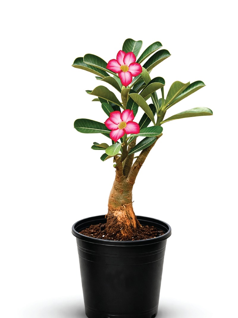 DESERT ROSE PLANT